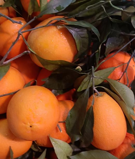 本地橙 商品图0