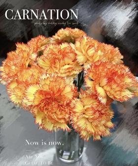 【国产康乃馨】-狂欢 18-20枝/扎