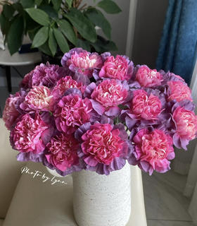 【稀有系列】康乃馨-野马 深紫色 18-20枝/扎