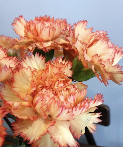 【国产康乃馨】-狂欢 18-20枝/扎 商品图1