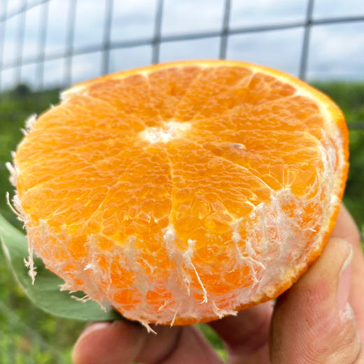 『广西武鸣沃柑』甘冽多汁，皮薄易剥，细嫩化渣 商品图6