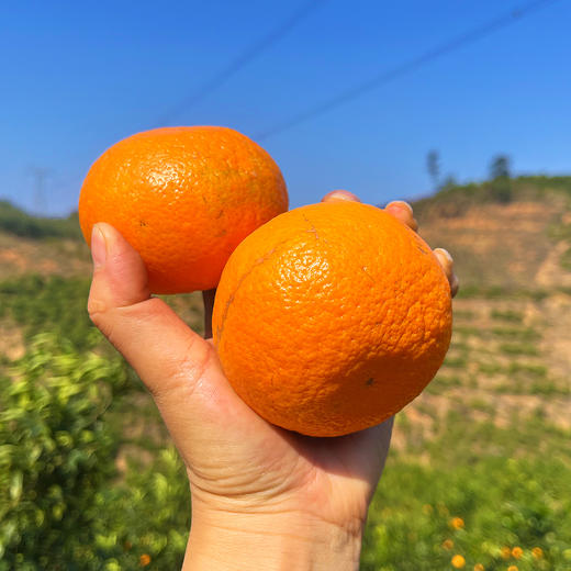 『广西武鸣沃柑』甘冽多汁，皮薄易剥，细嫩化渣 商品图5