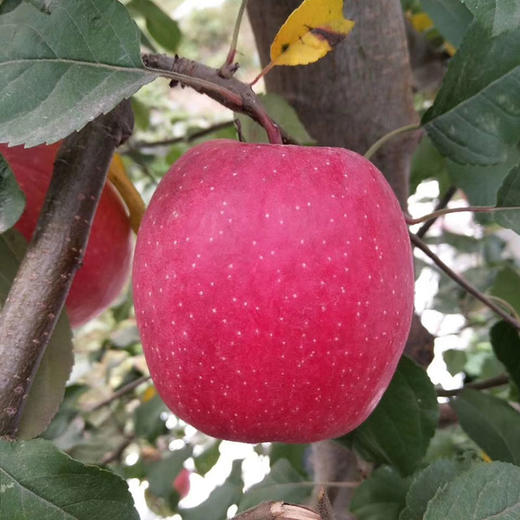 【厂商直发】陕西有机瑞香红苹果8斤装清甜多汁果型饱满包邮 商品图4