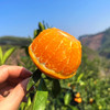 『广西武鸣沃柑』甘冽多汁，皮薄易剥，细嫩化渣 商品缩略图1