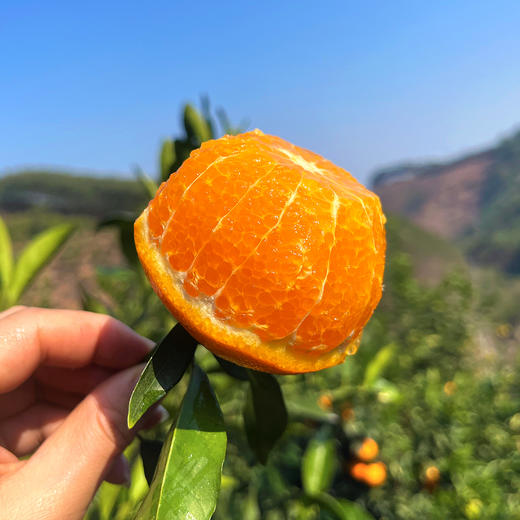 『广西武鸣沃柑』甘冽多汁，皮薄易剥，细嫩化渣 商品图1