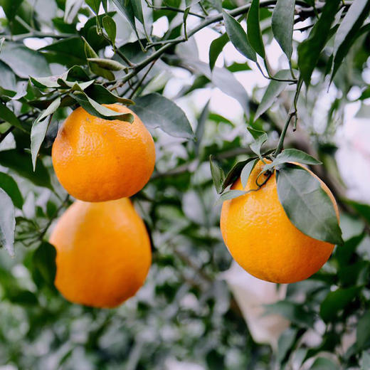 春见柑橘耙耙柑礼盒装 顺丰发货 礼盒包装随机 商品图4