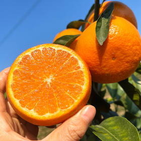 『广西武鸣沃柑』甘冽多汁，皮薄易剥，细嫩化渣