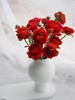 【周四秒杀】红色洋牡丹一把49.8元 商品缩略图0