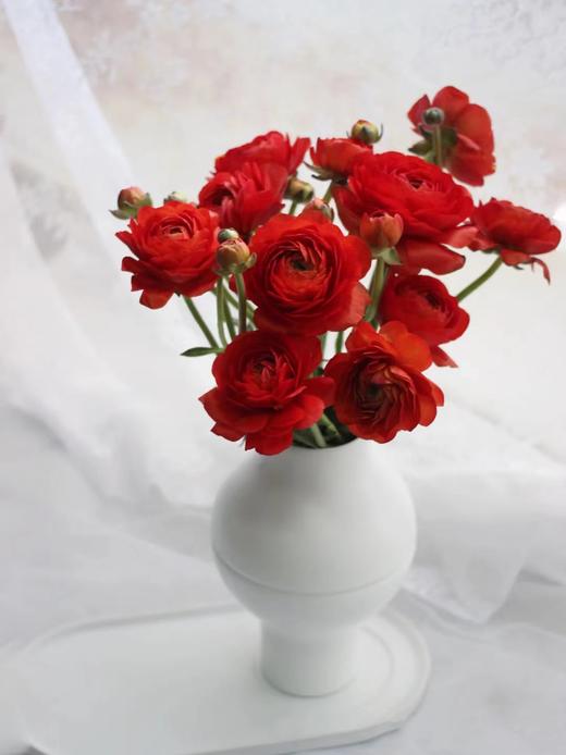 【周四秒杀】红色洋牡丹一把49.8元 商品图0