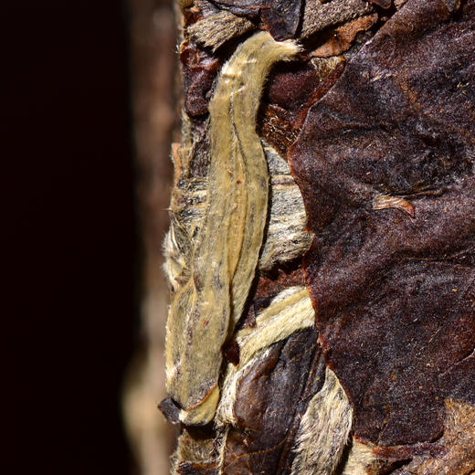 【特价返场】云茶盟主【大白兔】2017年五年陈冰岛古树老白茶！兰香馥郁！枣香浓郁！蜜香丰富！滋味爆棚！真正的纯晾干老白茶！1000克大份量！ 商品图2