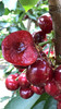 丞起美早一级果大樱桃（30-32mm） 商品缩略图0