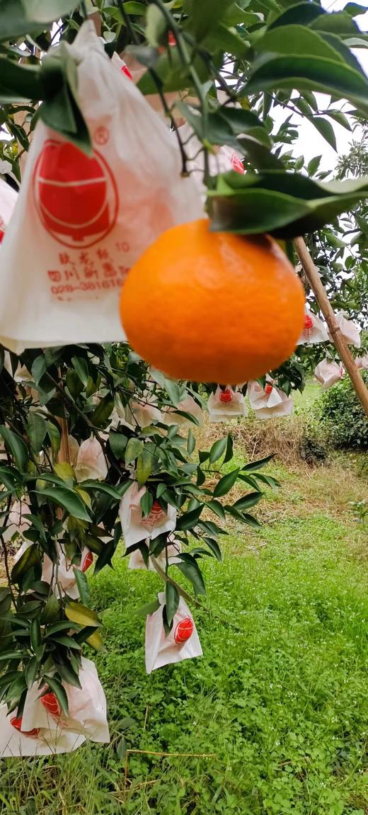 【四川蒲江】春见耙耙柑，产地直发，9斤 商品图10