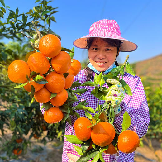 『广西武鸣沃柑』甘冽多汁，皮薄易剥，细嫩化渣 商品图6