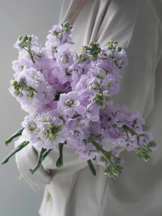 【周四秒杀】紫色紫罗兰8枝39.8元 商品图1