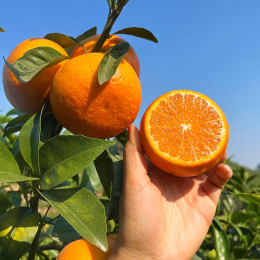 『广西武鸣沃柑』甘冽多汁，皮薄易剥，细嫩化渣 商品图2