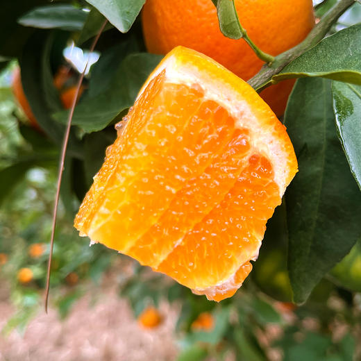 『广西武鸣沃柑』甘冽多汁，皮薄易剥，细嫩化渣 商品图3