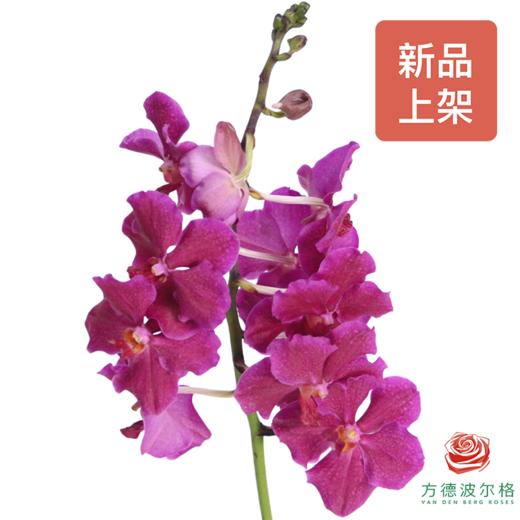 胡姬兰-樱桃粉 1枝 （35-40CM） 商品图0