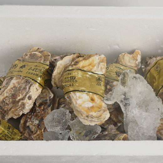 新鲜水产品   生蚝 多规格 可选 商品图5