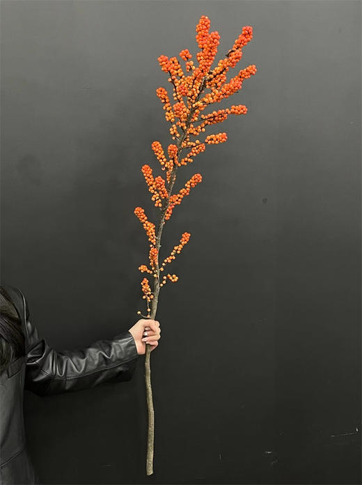 北美特级冬青爱马仕一支独秀 商品图5