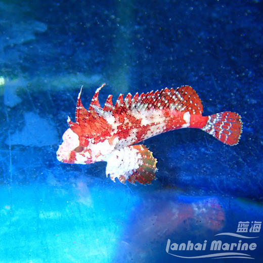 红蝎子鱼 商品图2