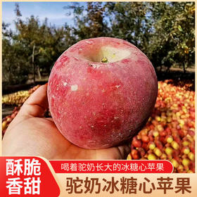  用驼奶浇灌的苹果是什么味道？爽脆多汁、蜂蜜一样的香甜~ 