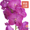 胡姬兰-桃花粉 1枝 （35-40CM） 商品缩略图3