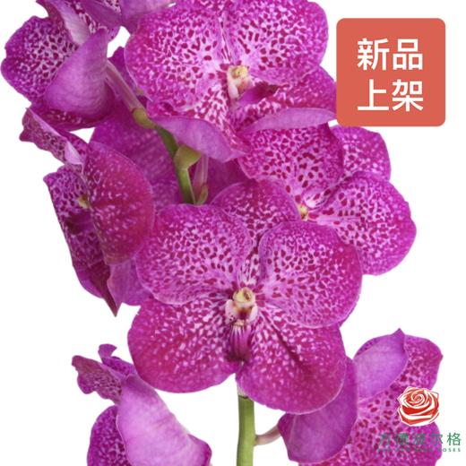 胡姬兰-桃花粉 1枝 （35-40CM） 商品图3