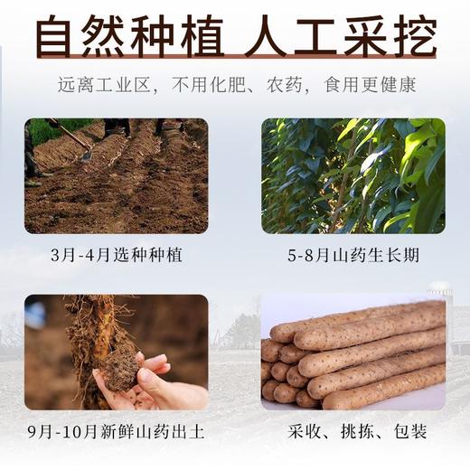 【劲爆补贴】正宗温县铁棍山药8斤/提 垆土铁棍山药 地道怀山药 地理标志性产品 商品图7