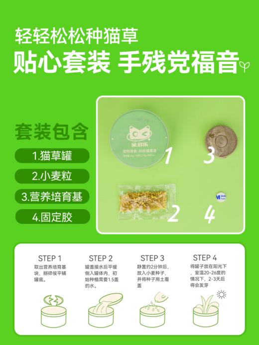 猫草盆栽小麦种子粒土培懒人成幼猫非已种好冻干零食水培猫咪用品 商品图4