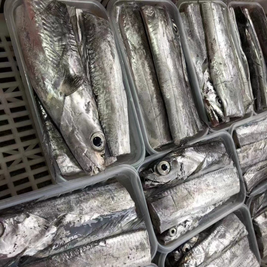 野生东山岛海钓鱼系 | 带鱼 石斑鱼 黄基鳘虾等 | 合作生产  *Wild sea fishing