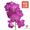 胡姬兰-桃花粉 1枝 （35-40CM） 商品缩略图0