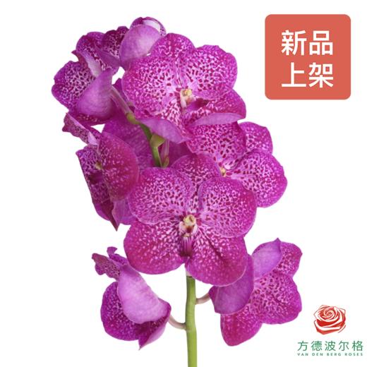 胡姬兰-桃花粉 1枝 （35-40CM） 商品图0