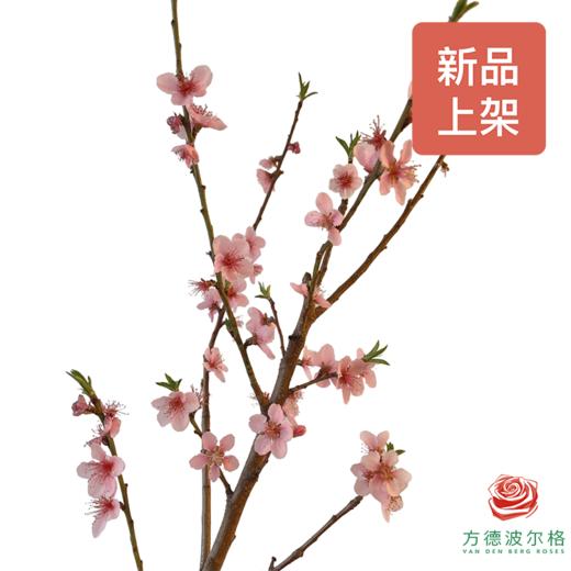 桃花干枝 商品图0