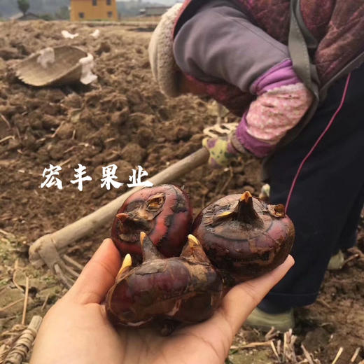 宏丰精选  乐昌马蹄  儿时的味道， 活动价5.8一斤 商品图5