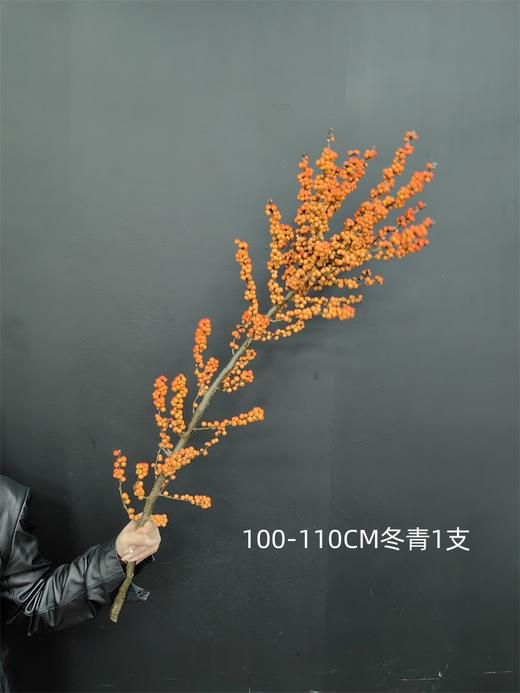 北美特级冬青爱马仕一支独秀 商品图4