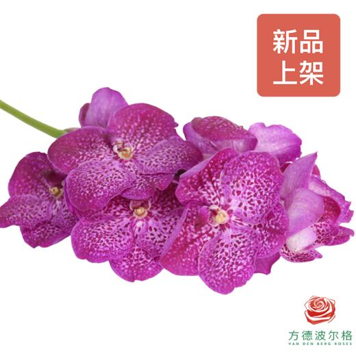 胡姬兰-桃花粉 1枝 （35-40CM） 商品图1