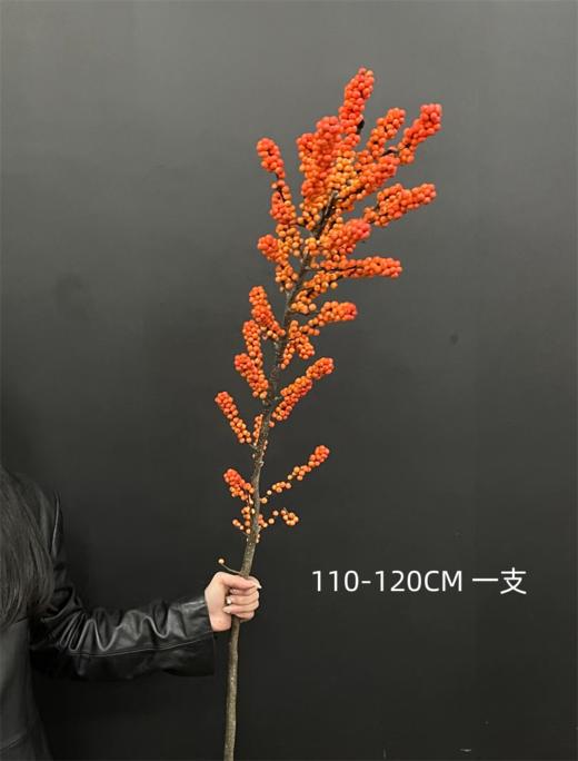 北美特级冬青爱马仕一支独秀 商品图3