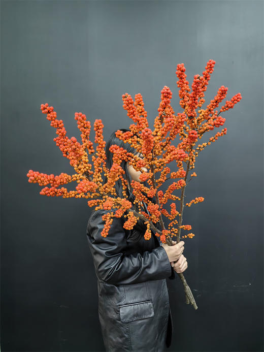 北美特级冬青爱马仕一支独秀 商品图0