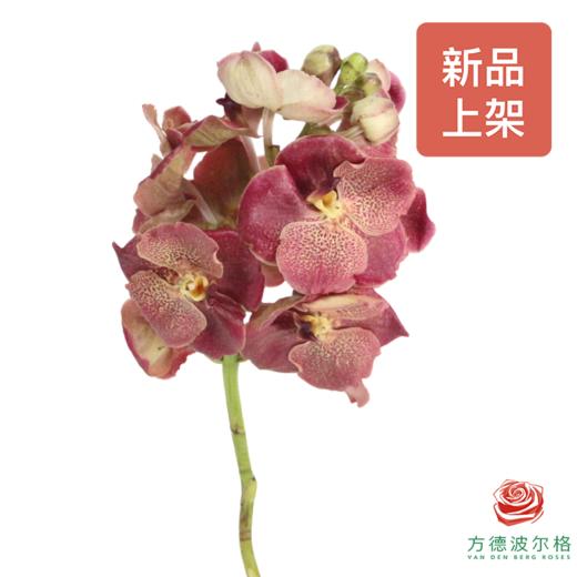 胡姬兰-栗子红 1枝 （35-40CM） 商品图2