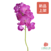 胡姬兰-桃花粉 1枝 （35-40CM） 商品缩略图2