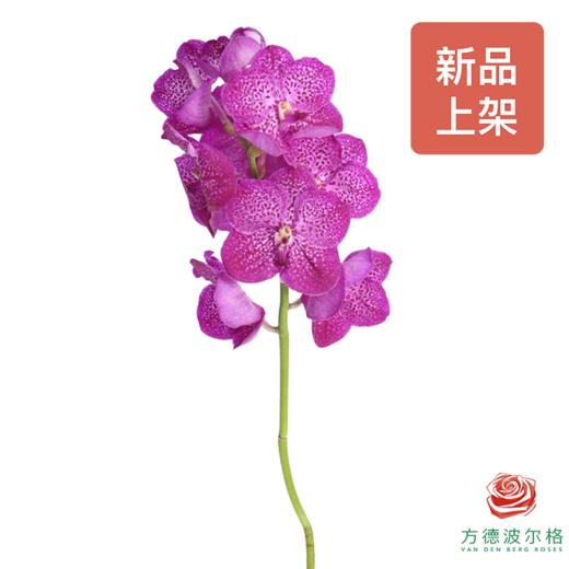 胡姬兰-桃花粉 1枝 （35-40CM） 商品图2