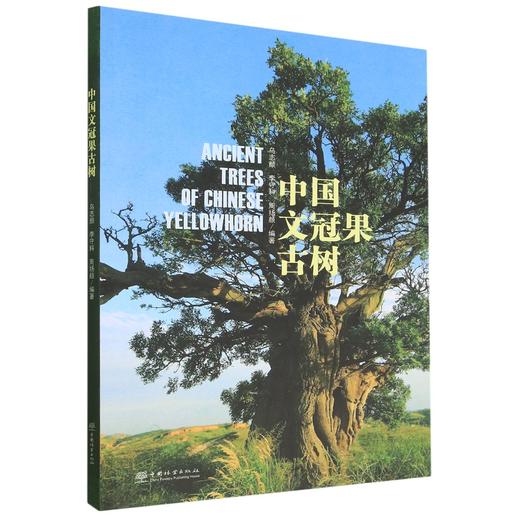 中国文冠果古树 1735 商品图0