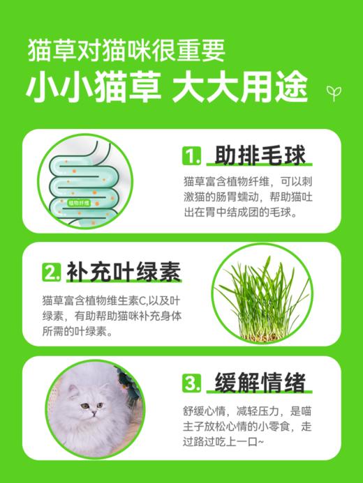 猫草盆栽小麦种子粒土培懒人成幼猫非已种好冻干零食水培猫咪用品 商品图1