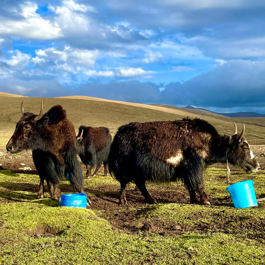 【只有一种肉】青海纯藏牦牛肉丸Q弹劲道涮火锅必配清真食品250克*4袋 （绿振）顺丰包邮 商品图3