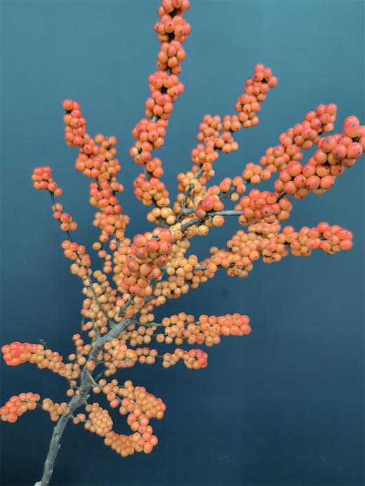 北美特级冬青爱马仕一支独秀 商品图2