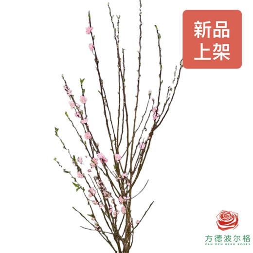 桃花干枝 商品图1