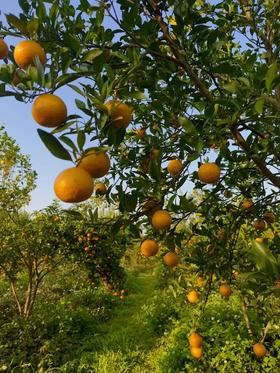  果树认养|认养一下你的树宝宝 