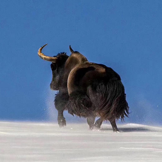 【只有一种肉】青海纯藏牦牛肉丸Q弹劲道涮火锅必配清真食品250克*4袋 （绿振）顺丰包邮 商品图6