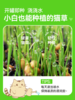 猫草盆栽小麦种子粒土培懒人成幼猫非已种好冻干零食水培猫咪用品 商品缩略图2