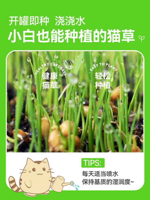 猫草盆栽小麦种子粒土培懒人成幼猫非已种好冻干零食水培猫咪用品 商品图2
